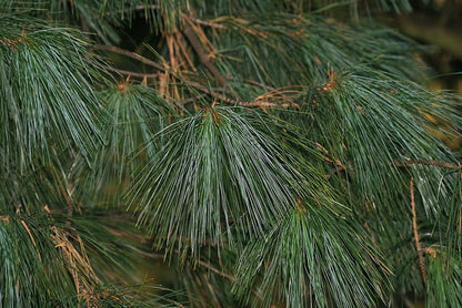 Den (Pinus schwerinii) 'Wiethorst'