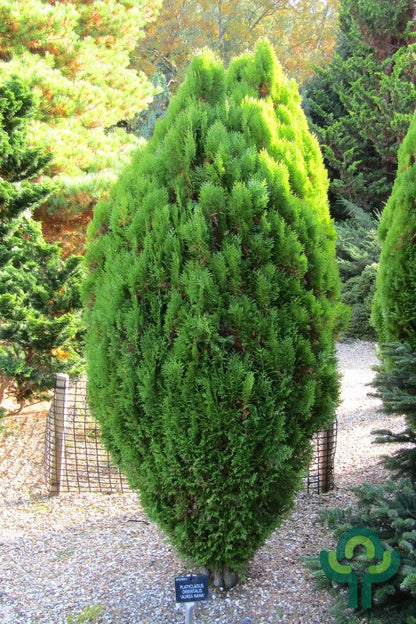 Oosterse levensboom (Platycladus orientalis) 'Aurea Nana'