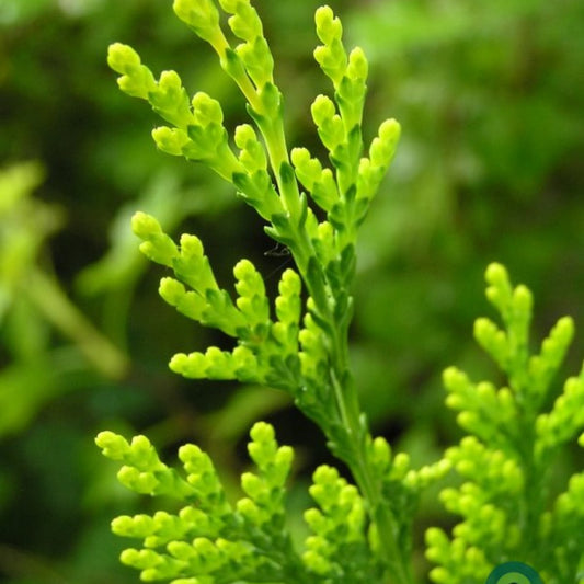 Oosterse levensboom (Platycladus orientalis) 'Pyramidalis Aurea'