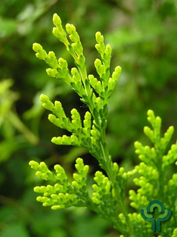 Oosterse levensboom (Platycladus orientalis) 'Pyramidalis Aurea'
