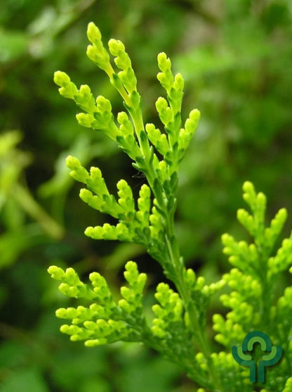 Oosterse levensboom (Platycladus orientalis) 'Pyramidalis Aurea'
