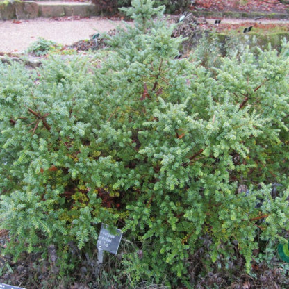 Podocarpus lawrencei 'Red Tip'