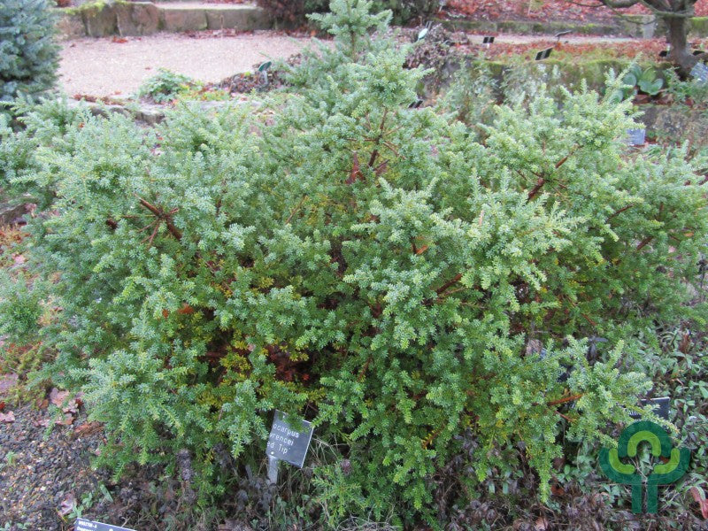 Podocarpus lawrencei 'Red Tip'