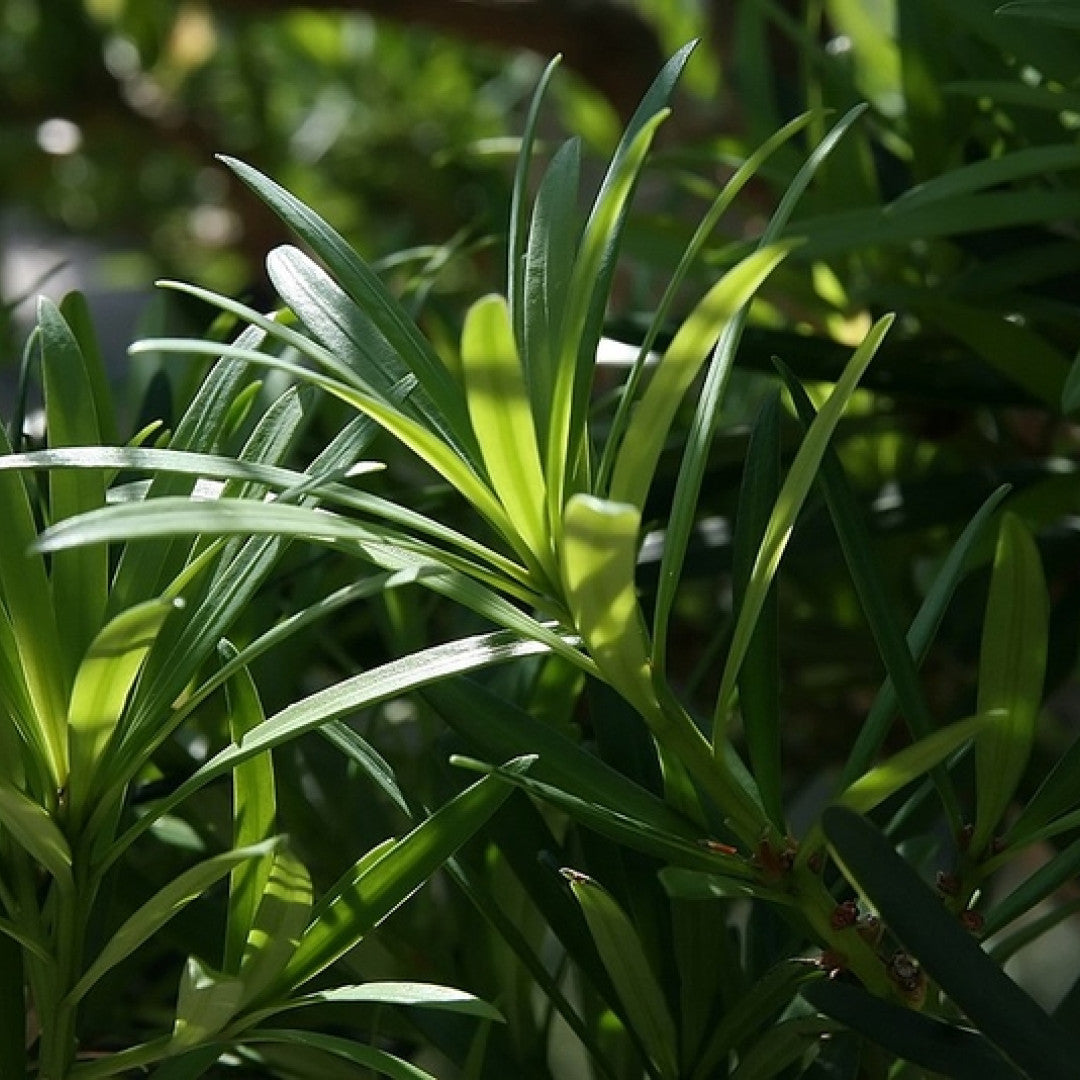 Podocarpus macrophyllus