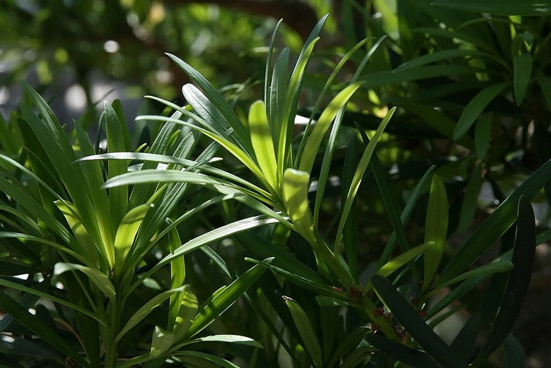Podocarpus macrophyllus