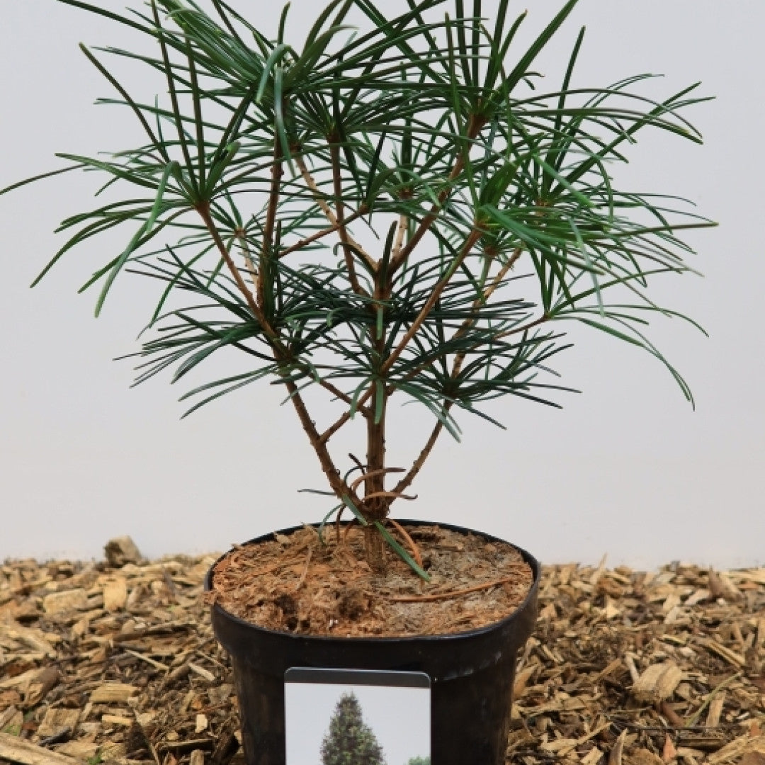 Japanse parasolden (Sciadopitys verticillata)