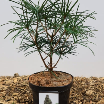 Japanse parasolden (Sciadopitys verticillata)