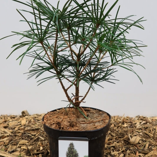 Japanse parasolden (Sciadopitys verticillata)