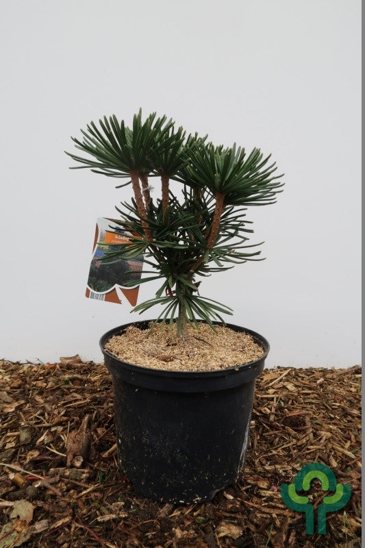 Japanse parasolden (Sciadopitys verticillata) 'Sternschnuppe'