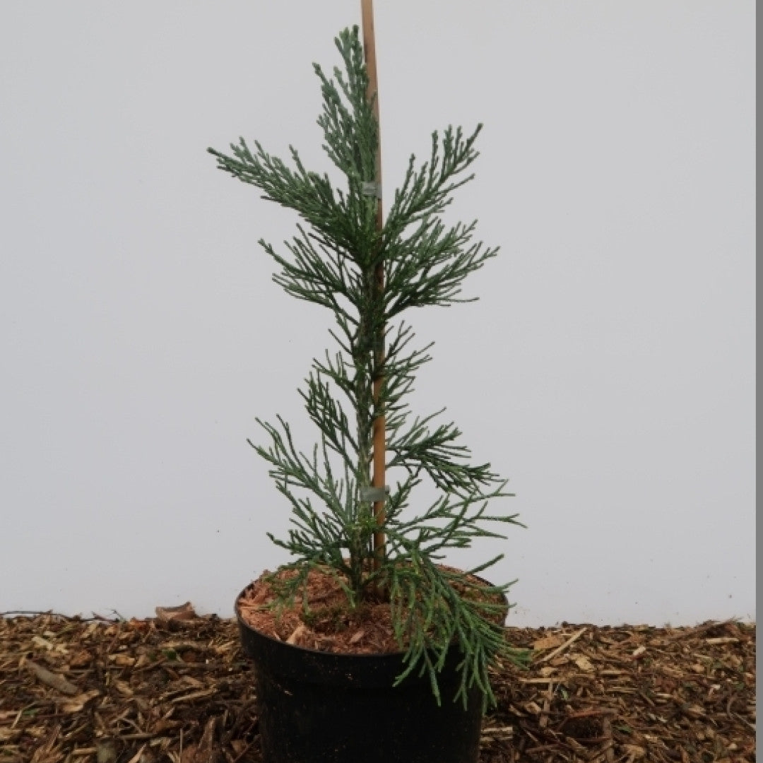Mammoetboom (Sequoiadendron giganteum) 'Glaucum'