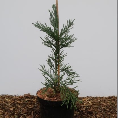 Mammoetboom (Sequoiadendron giganteum) 'Glaucum'