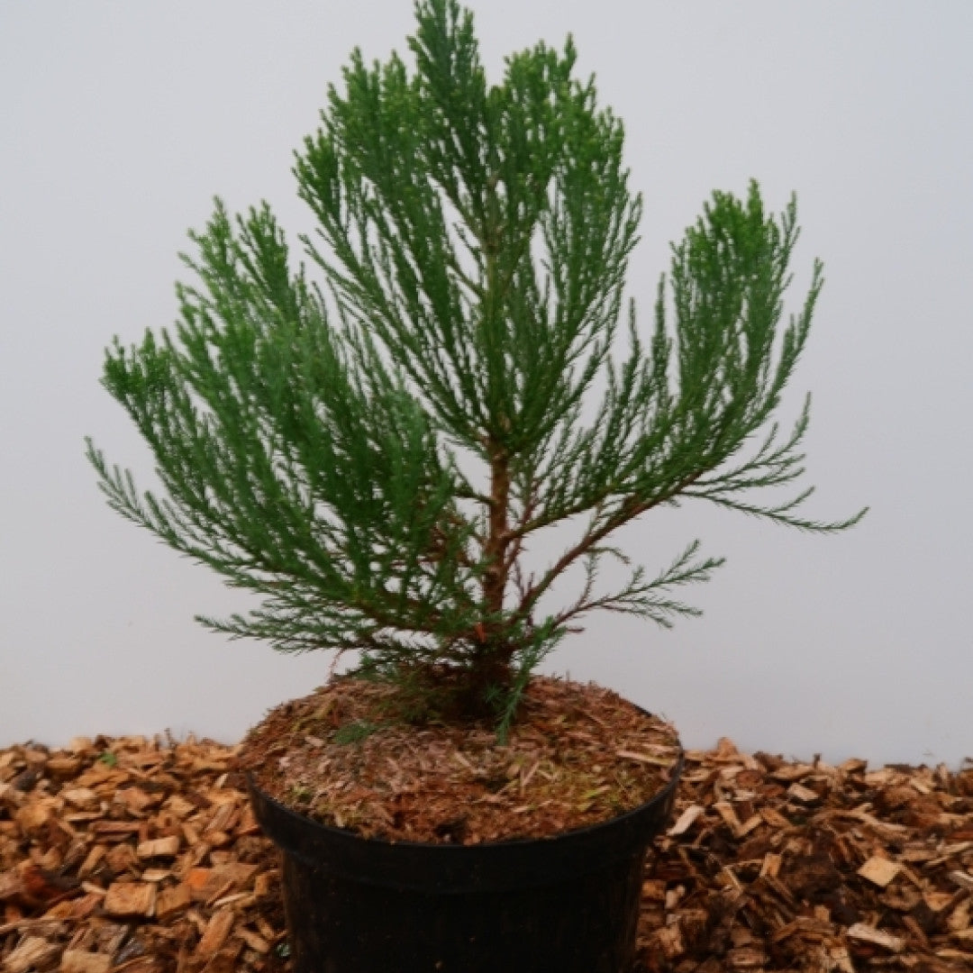 Mammoetboom (Sequoiadendron giganteum)