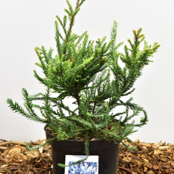 Kustmammoetboom (Sequoia sempervirens) 'Adpressa'
