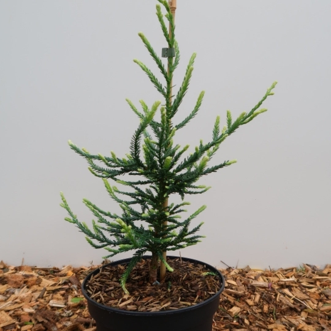 Kustmammoetboom (Sequoia sempervirens) 'Lightning'