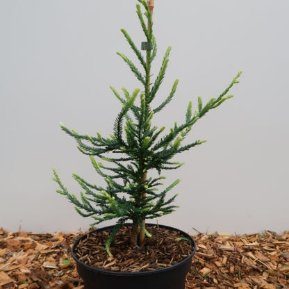 Kustmammoetboom (Sequoia sempervirens) 'Lightning'