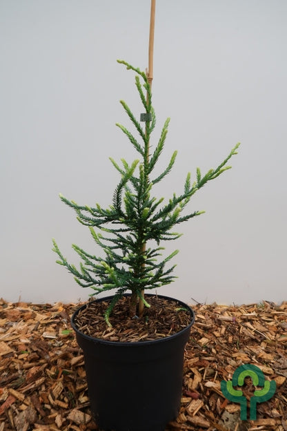 Kustmammoetboom (Sequoia sempervirens) 'Lightning'