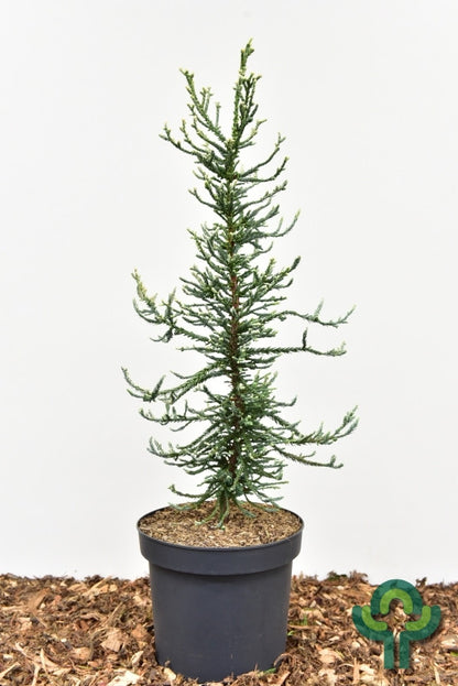Kustmammoetboom (Sequoia sempervirens) 'Lightning'