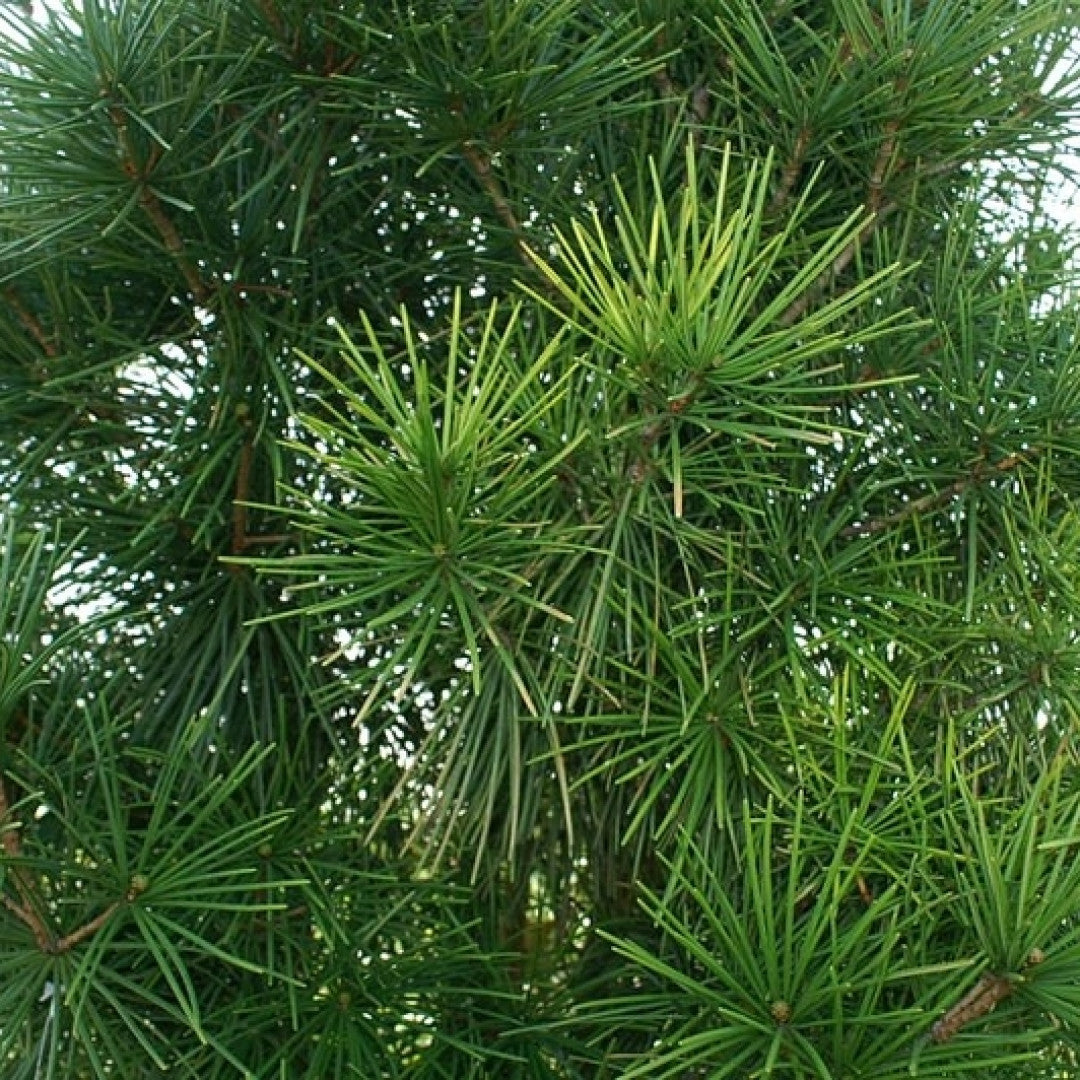 Japanse parasolden (Sciadopitys verticillata)