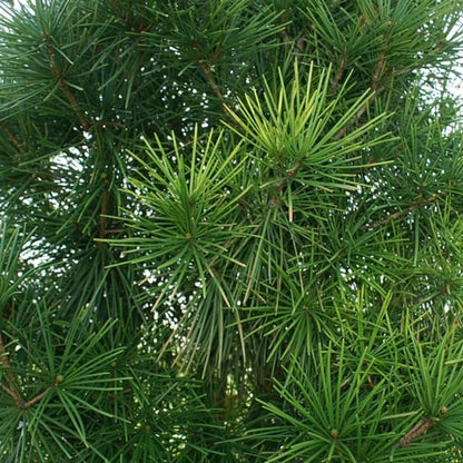 Japanse parasolden (Sciadopitys verticillata)