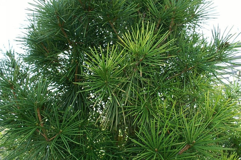 Japanse parasolden (Sciadopitys verticillata)