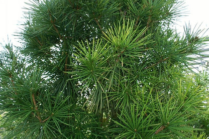 Japanse parasolden (Sciadopitys verticillata)