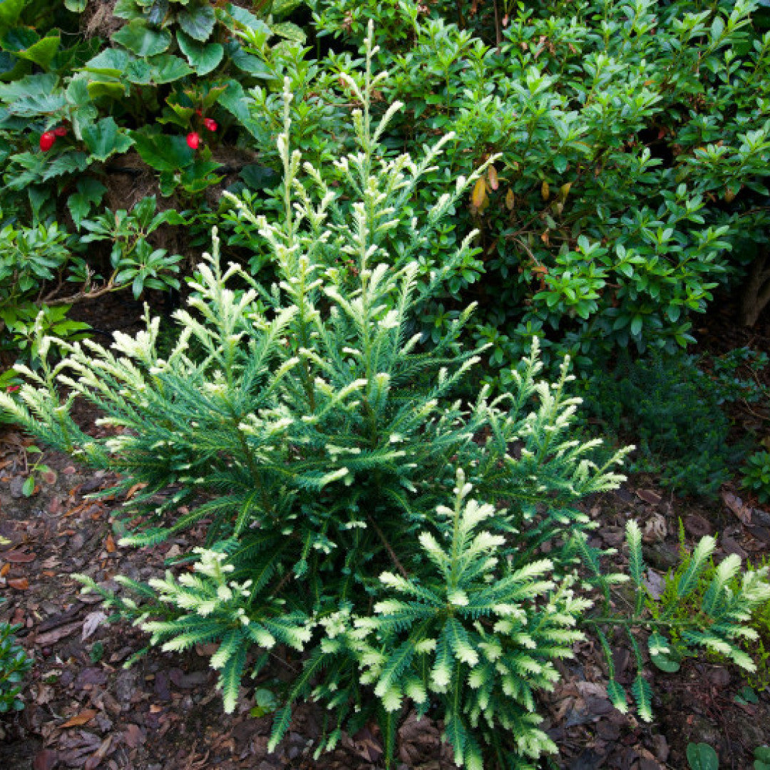 Kustmammoetboom (Sequoia sempervirens) 'Adpressa'