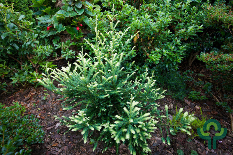 Kustmammoetboom (Sequoia sempervirens) 'Adpressa'