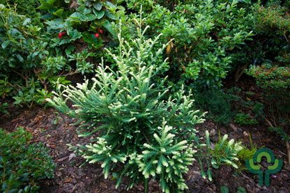 Kustmammoetboom (Sequoia sempervirens) 'Adpressa'