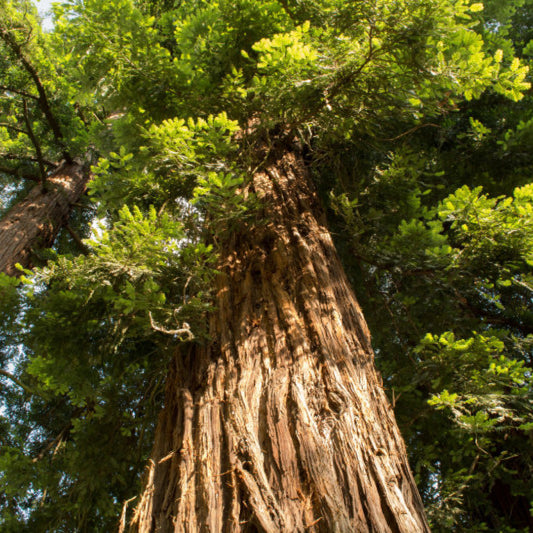 Kustmammoetboom (Sequoia sempervirens)