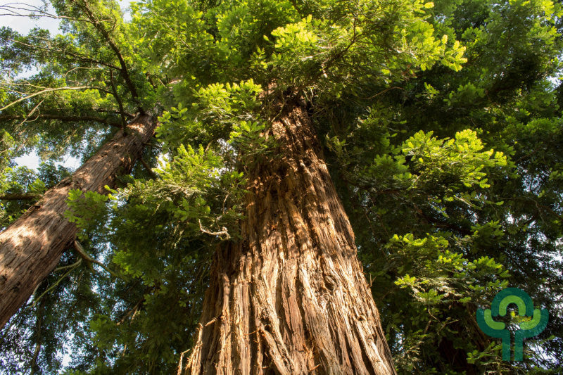 Kustmammoetboom (Sequoia sempervirens)