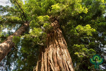 Kustmammoetboom (Sequoia sempervirens)