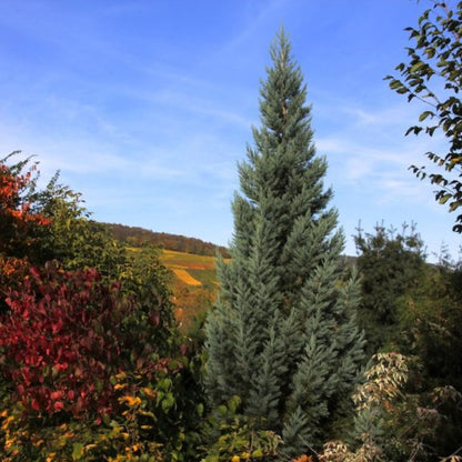 Mammoetboom (Sequoiadendron giganteum) 'Glaucum'