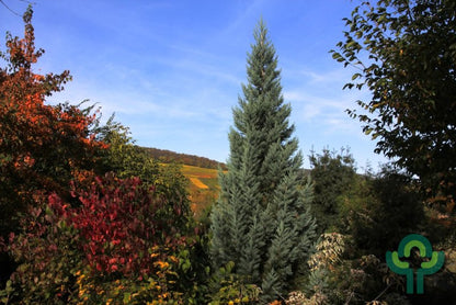 Mammoetboom (Sequoiadendron giganteum) 'Glaucum'