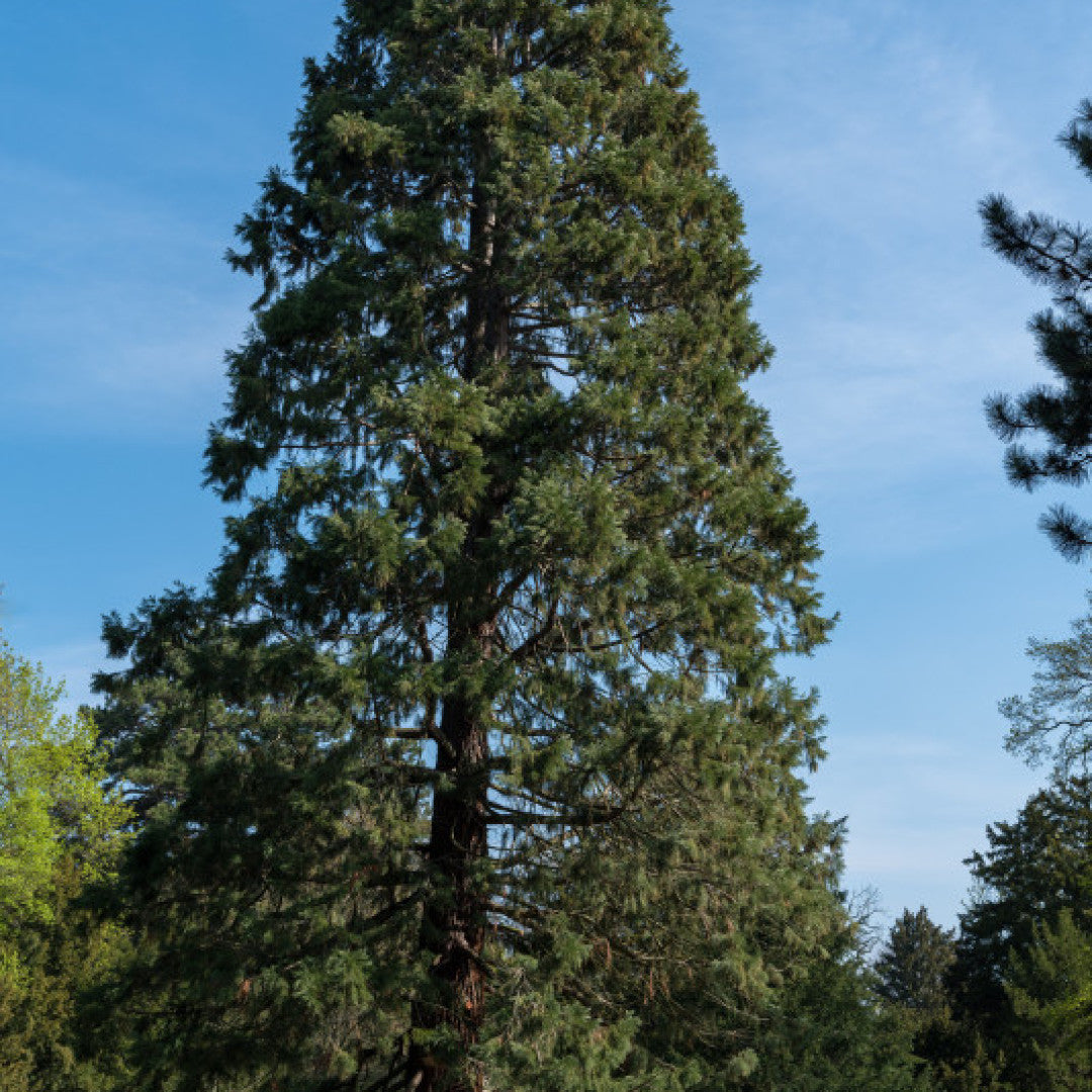 Mammoetboom (Sequoiadendron giganteum)