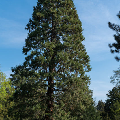 Mammoetboom (Sequoiadendron giganteum)