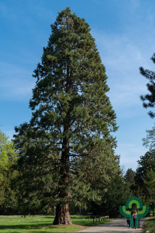 Mammoetboom (Sequoiadendron giganteum)