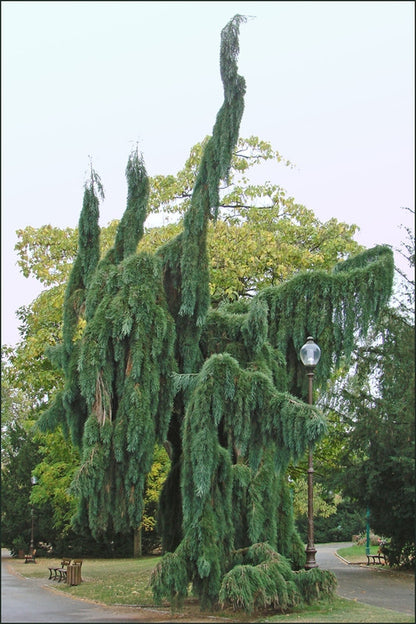 Mammoetboom (Sequoiadendron giganteum) 'Pendulum'