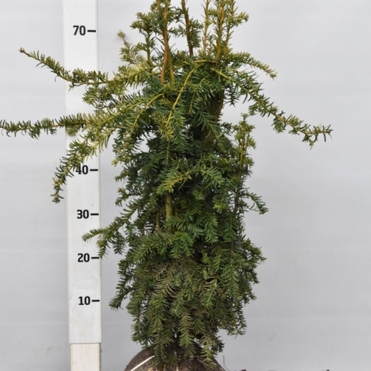 Taxus baccata 'Dovastonii Aurea'