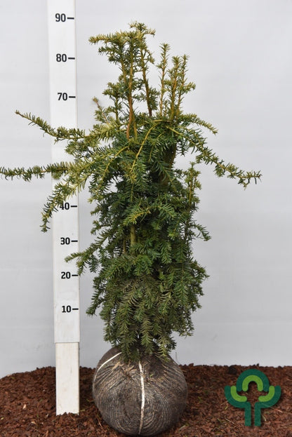 Taxus baccata 'Dovastonii Aurea'