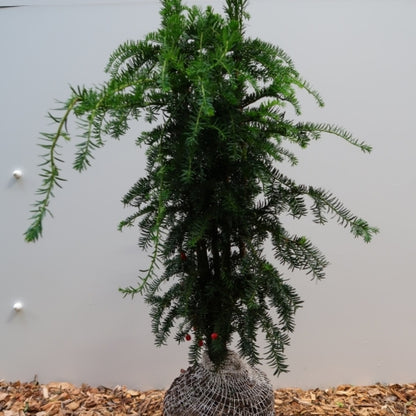 Taxus baccata 'Dovastoniana'