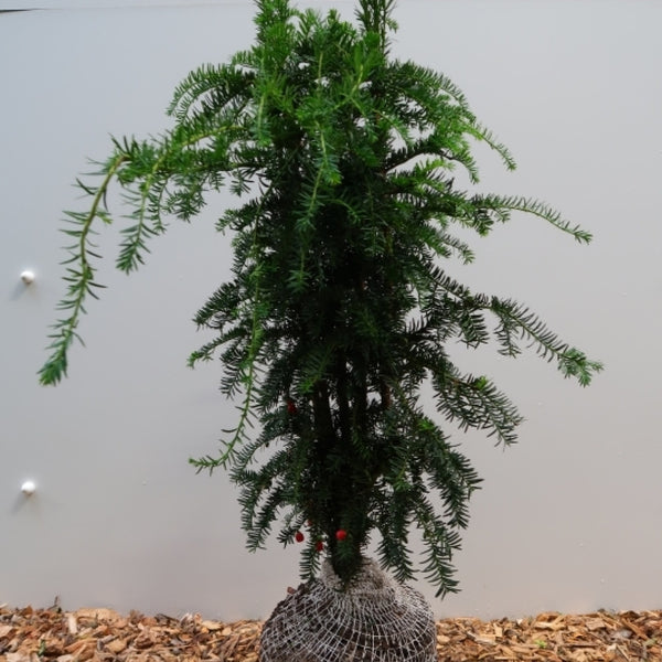 Taxus baccata 'Dovastoniana'