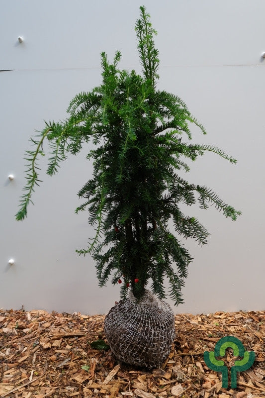 Taxus baccata 'Dovastoniana'