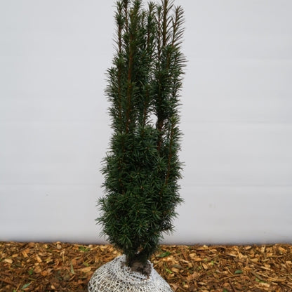 Taxus baccata 'Fastigiata'
