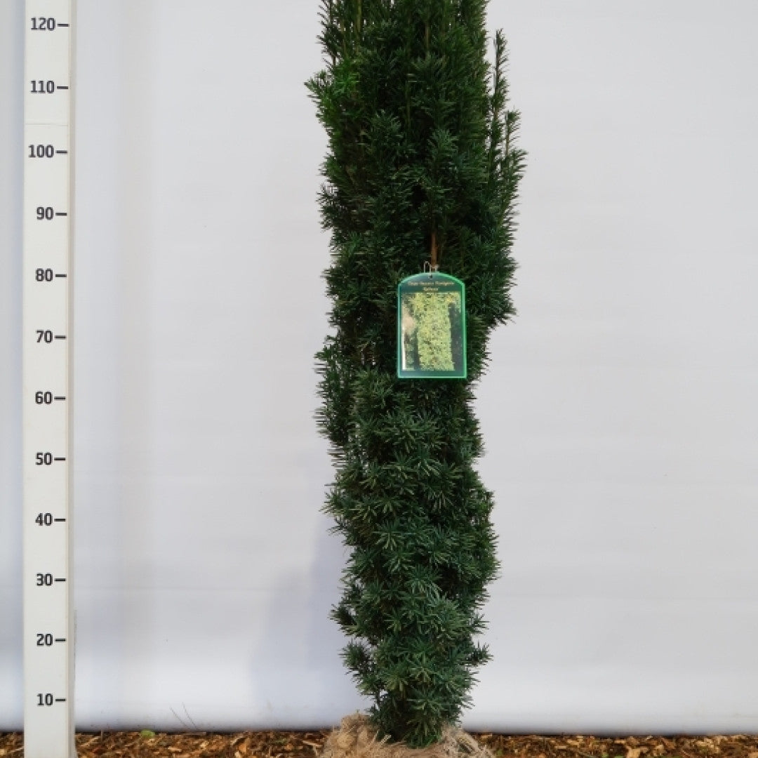 Taxus baccata 'Fastigiata Robusta'