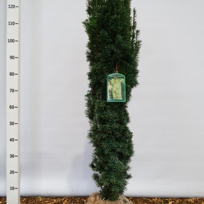 Taxus baccata 'Fastigiata Robusta'