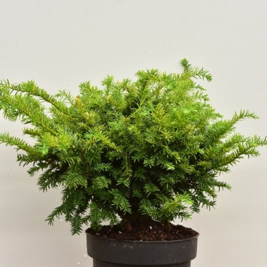 Taxus baccata 'Goud Elsje'