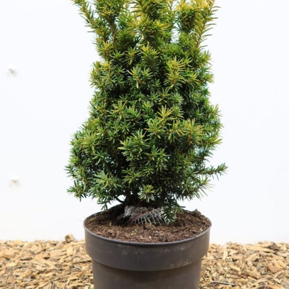 Taxus baccata 'Judith'