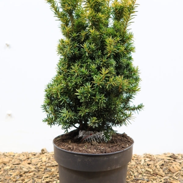 Taxus baccata 'Judith'