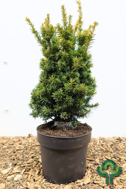 Taxus baccata 'Judith'