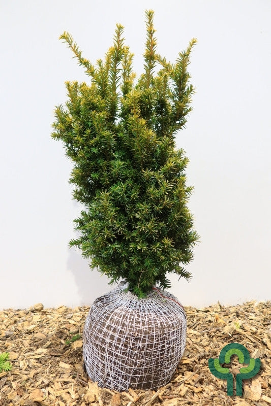 Taxus baccata 'Judith'